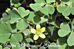黃花酢漿草，葉子與花朵的圖片