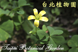 黃花酢漿草，花朵的圖片