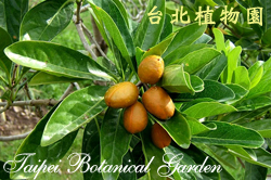 蘭嶼海桐，果實的圖片