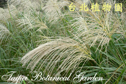 芒，花結實的圖片