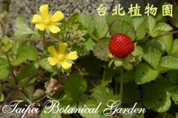 蛇莓，葉子、果實與花朵的圖片