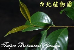 黃土樹，葉子的圖片