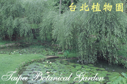 垂柳，全株的圖片