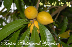 蛋黃果，果實與葉的圖片