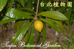 蛋黃果，果實與葉的圖片