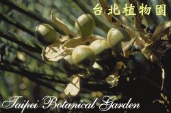 光果蘇鐵，果實的圖片