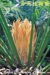 光果蘇鐵，雌花的圖片