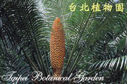 光果蘇鐵，雄花的圖片