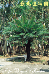 光果蘇鐵，樹的圖片