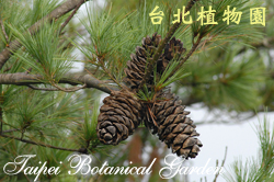 華山松，果實的圖片