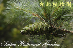 五葉松，果實的圖片