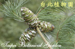五葉松，果實與葉的圖片