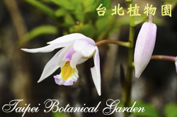 臺灣白及，花朵的圖片