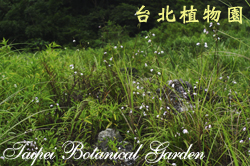 臺灣白及，植株的圖片