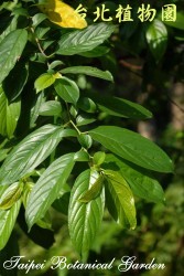 桶鉤藤，葉子的圖片