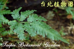 翅柄鳳尾蕨，葉子的圖片