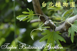 瓜葉馬兜鈴，嫩葉的圖片