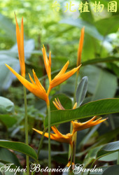 黃麗鳥蕉，花的圖片