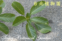 大葉雞納樹，葉子的圖片