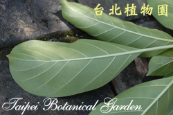 大葉雞納樹，葉子背面的圖片