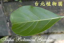 大葉雞納樹，葉子正面的圖片