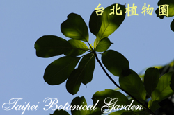 大葉雞納樹，葉子的圖片