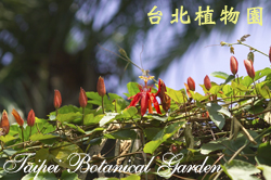 艷紅西番蓮，攀爬棚架的圖片
