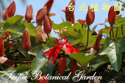 艷紅西番蓮，花朵與花苞的圖片