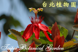 艷紅西番蓮，花朵的圖片