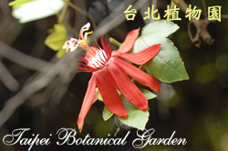 艷紅西番蓮，花朵的圖片