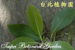 紅膠木，葉子的圖片