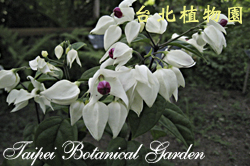龍吐珠，植株的圖片