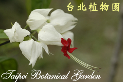 龍吐珠，花的圖片