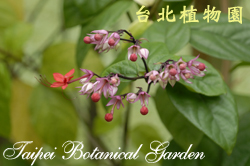 紅萼龍吐珠，花與葉的圖片