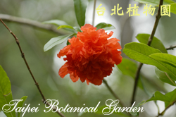安石榴，花朵的圖片