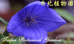 桔梗，花的圖片