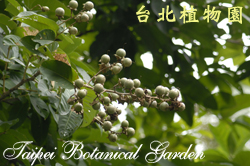 大花紫薇，果實的圖片