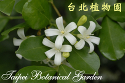 月橘，花朵的圖片