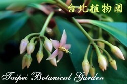春不老，花的圖片