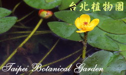 臺灣萍蓬草，花的圖片