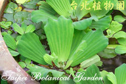 大萍，葉子的圖片