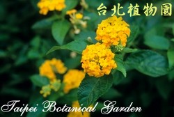 馬纓丹，花的圖片