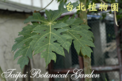 木瓜，葉子的圖片