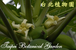 木瓜，花朵的圖片