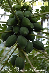 木瓜，果實的圖片