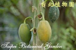 木瓜，果實的圖片