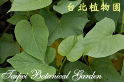 番薯，葉子的圖片