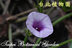 番薯，花朵的圖片