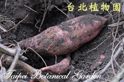 番薯，塊根的圖片
