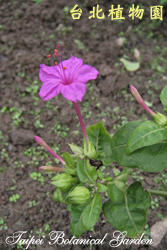紫茉莉，花朵的圖片